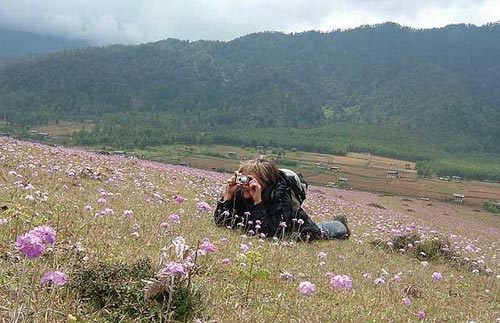 Hoa dừa cạn rủ, hoa dua can ru, hoa Tết, hoa Tet, hạt giống hoa, hoa treo, dạ yến thảo, hoa treo ban công, hạt giống hoa oải hương, bán hạt giống hoa oải hương, hat giong hoa oai huong, hạt giống  chất lượng cao, hat giong hoa , hat giong hoa chat luong cao, hoa trong tham, hoa trong chau,